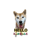 柴犬の鈴太郎（個別スタンプ：4）