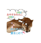柴犬の鈴太郎（個別スタンプ：5）