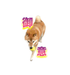 柴犬の鈴太郎（個別スタンプ：6）
