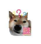 柴犬の鈴太郎（個別スタンプ：7）