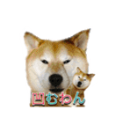 柴犬の鈴太郎（個別スタンプ：8）