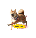 柴犬の鈴太郎（個別スタンプ：9）