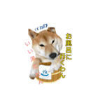 柴犬の鈴太郎（個別スタンプ：10）