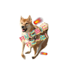 柴犬の鈴太郎（個別スタンプ：11）