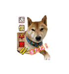 柴犬の鈴太郎（個別スタンプ：13）