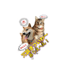 柴犬の鈴太郎（個別スタンプ：14）
