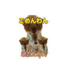 柴犬の鈴太郎（個別スタンプ：15）