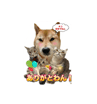 柴犬の鈴太郎（個別スタンプ：16）