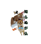 柴犬の鈴太郎（個別スタンプ：17）
