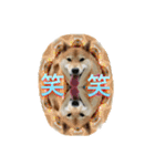 柴犬の鈴太郎（個別スタンプ：18）