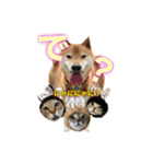 柴犬の鈴太郎（個別スタンプ：19）