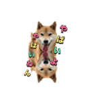 柴犬の鈴太郎（個別スタンプ：20）