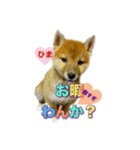 柴犬の鈴太郎（個別スタンプ：21）