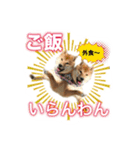 柴犬の鈴太郎（個別スタンプ：22）