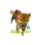 柴犬の鈴太郎（個別スタンプ：23）