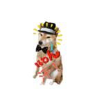 柴犬の鈴太郎（個別スタンプ：24）