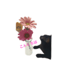 Black cat Nyankichi 2（個別スタンプ：1）