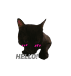 Black cat Nyankichi 2（個別スタンプ：3）