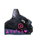 Black cat Nyankichi 2（個別スタンプ：4）