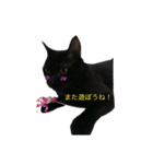 Black cat Nyankichi 2（個別スタンプ：5）