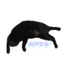 Black cat Nyankichi 2（個別スタンプ：6）
