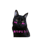 Black cat Nyankichi 2（個別スタンプ：8）