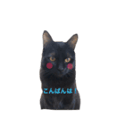 Black cat Nyankichi 2（個別スタンプ：12）