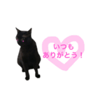 Black cat Nyankichi 2（個別スタンプ：15）