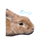 使えるキャロちゃん（個別スタンプ：1）