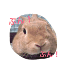 使えるキャロちゃん（個別スタンプ：3）