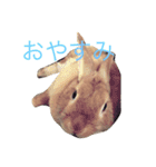 使えるキャロちゃん（個別スタンプ：5）