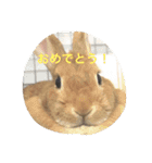 使えるキャロちゃん（個別スタンプ：10）