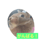 使えるキャロちゃん（個別スタンプ：13）