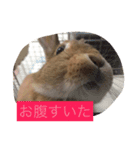 使えるキャロちゃん（個別スタンプ：14）