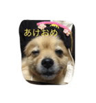 ちぱちゃんのまいにち（個別スタンプ：5）