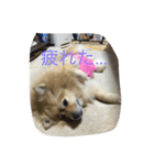 ちぱちゃんのまいにち（個別スタンプ：6）