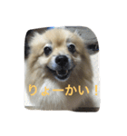 ちぱちゃんのまいにち（個別スタンプ：11）