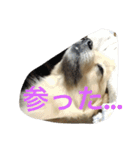 ちぱちゃんのまいにち（個別スタンプ：12）