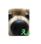 ちぱちゃんのまいにち（個別スタンプ：13）