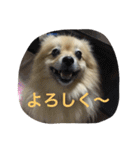 ちぱちゃんのまいにち（個別スタンプ：19）