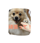 ちぱちゃんのまいにち（個別スタンプ：20）