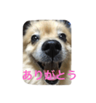 ちぱちゃんのまいにち（個別スタンプ：22）