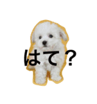 白いトイプードル（個別スタンプ：1）