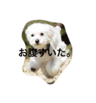 白いトイプードル（個別スタンプ：2）