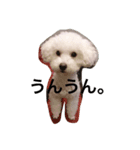 白いトイプードル（個別スタンプ：4）