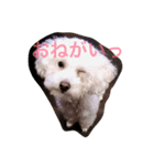 白いトイプードル（個別スタンプ：7）