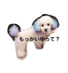 白いトイプードル（個別スタンプ：8）
