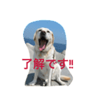 ハッピーセーラ（個別スタンプ：4）