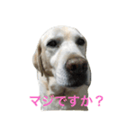 ハッピーセーラ（個別スタンプ：5）
