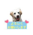 ハッピーセーラ（個別スタンプ：6）